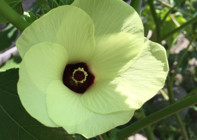 高嶺の花　石原さとみ