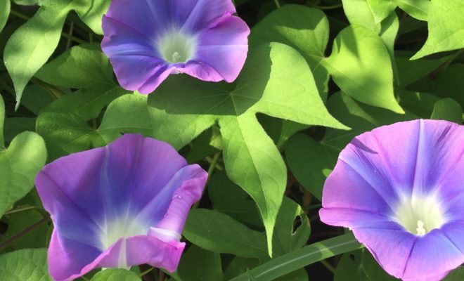 新体操 かわいい が世界レベル級の大岩千未来 ちさき の高校は Wiki風プロフや開脚を Nikemaru