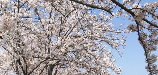 天王川公園　桜　屋台