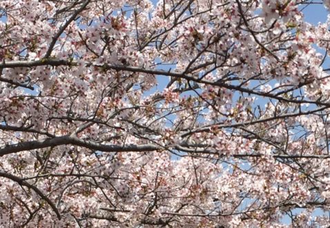 花見　桜　