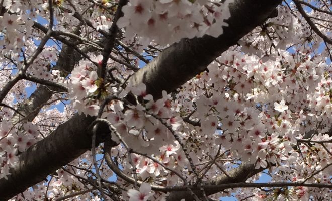 明石公園　夜桜　ライトアップ