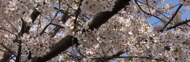 明石公園　夜桜　ライトアップ