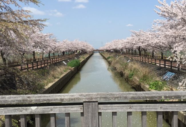 桜ネックレス　稲沢市　見ごろ　駐車場