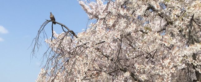 岡崎公園　桜まつり　駐車場