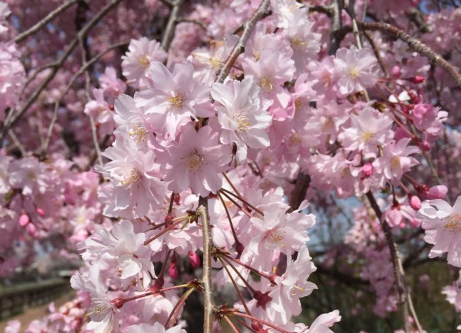 名古屋城　桜　駐車場